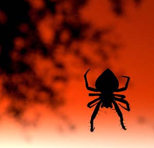 black spider on red firey background