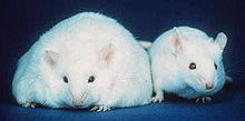 fat mouse