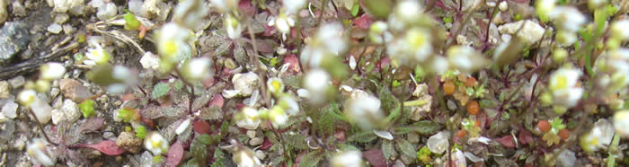 ground cover