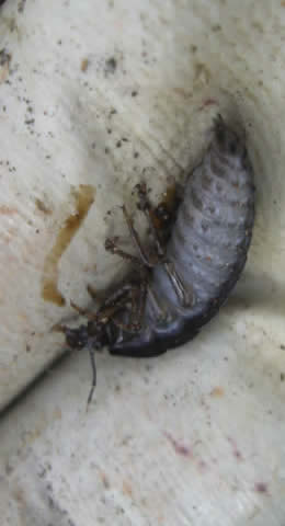 underside of roach rolly pollie