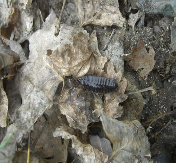 roach or rollie polly in the woods hmm pnm