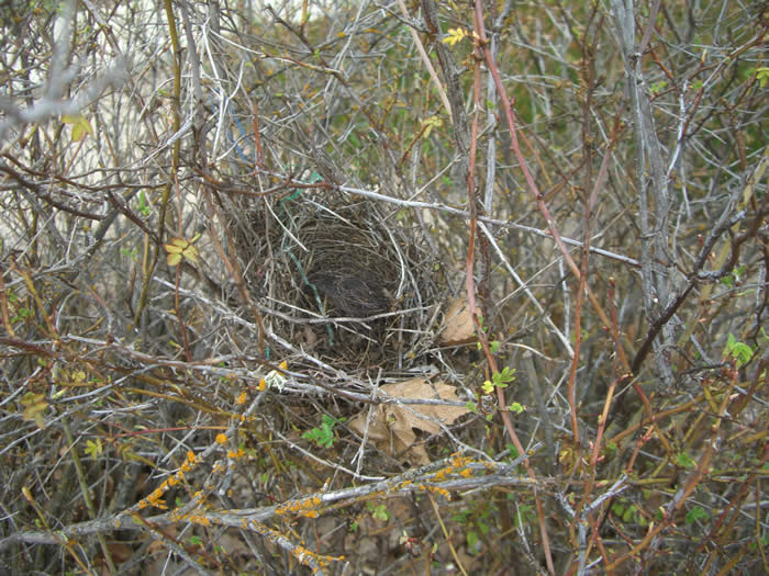 nest in shrub