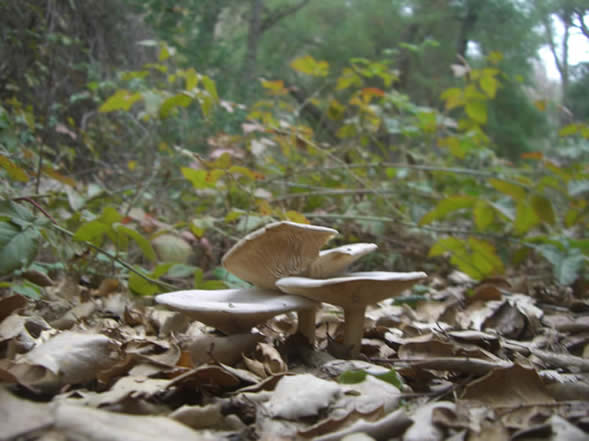 ground view mushrooms chanterrells hmm pnm