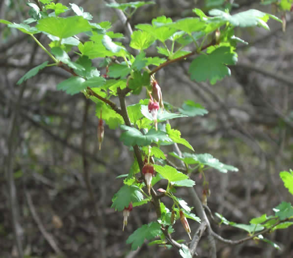 goose berries pnm