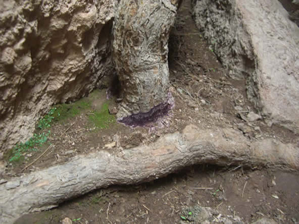 purple slime mold pnm