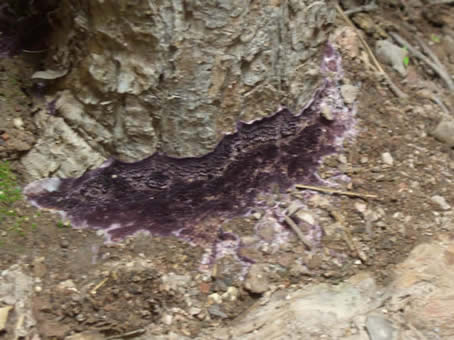 purple slime mold on base of trunk pnm