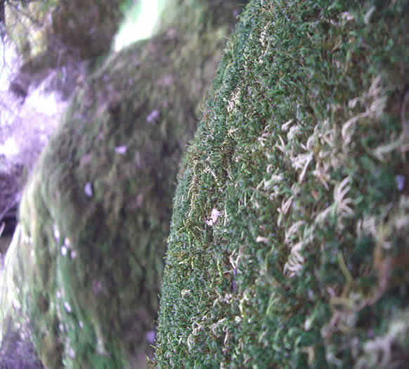 moss on rock2