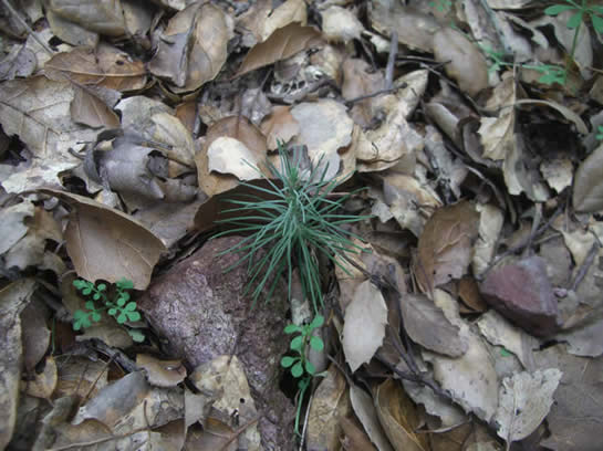 digger pine seedling