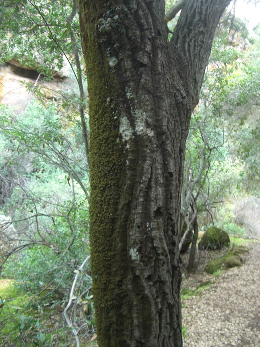 moss on one side of tree