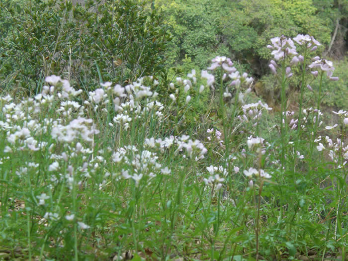 many wallflowers