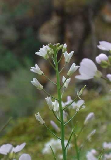 side view wallflower