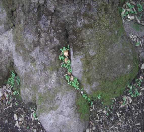 mushroom in crevice