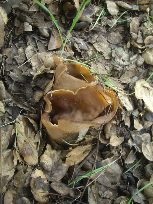 cup fungus