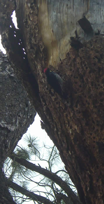 acorn woodpecker