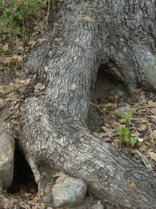 home in a tree